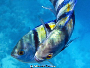 A couple of Abudefduf vaigiensis   " I LOVE YOU"  :-) by Alberto Romeo 